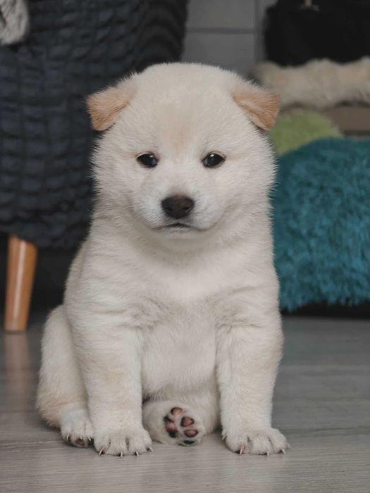 Shiba Inu-śliczna dziewczynka-FCI