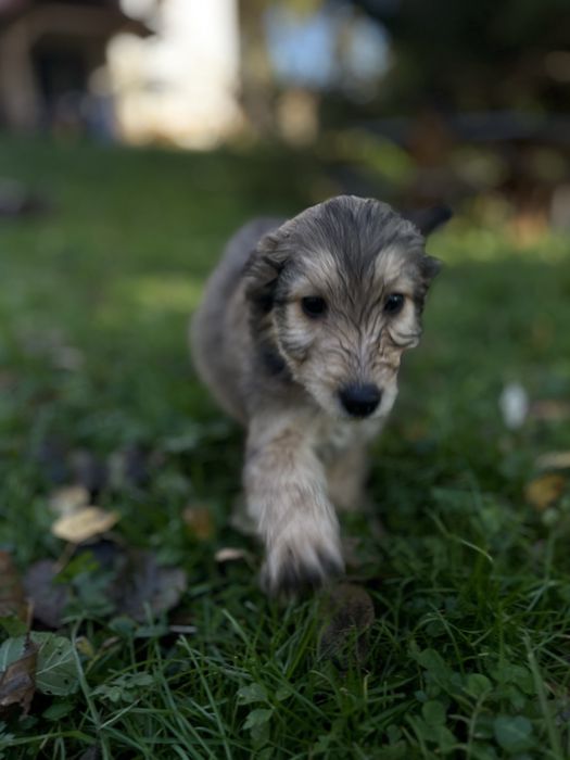 Do adopcji szczenietą po mamie Szkocki Collie