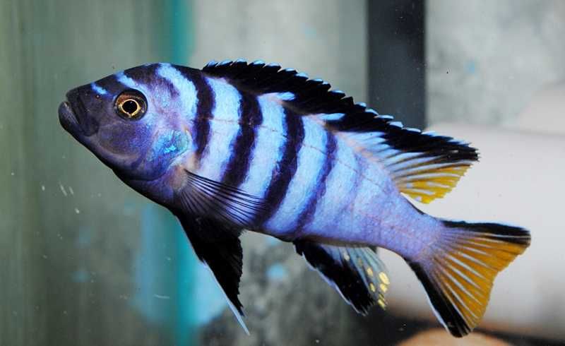 GB MALAWI Pyszczak Mphanga - dowóz ryb!