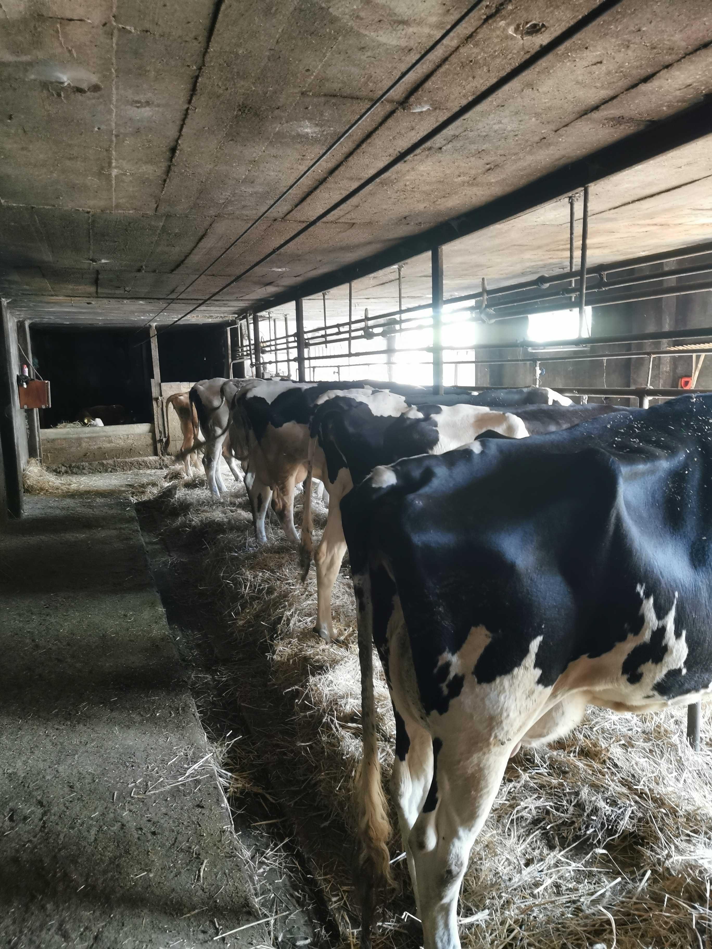 Krowy mleczne i za suszone