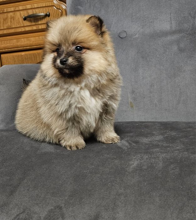 Szpic miniaturowy pomeranian suczka