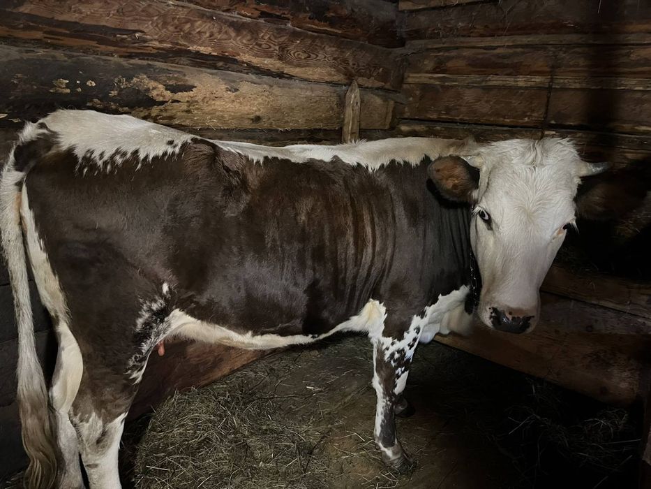 Продається ківна телиця