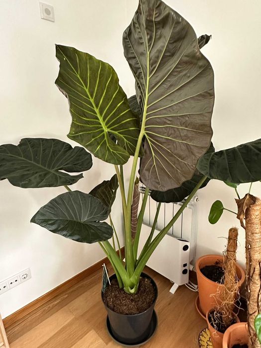 Planta Alocasia folhagem verde