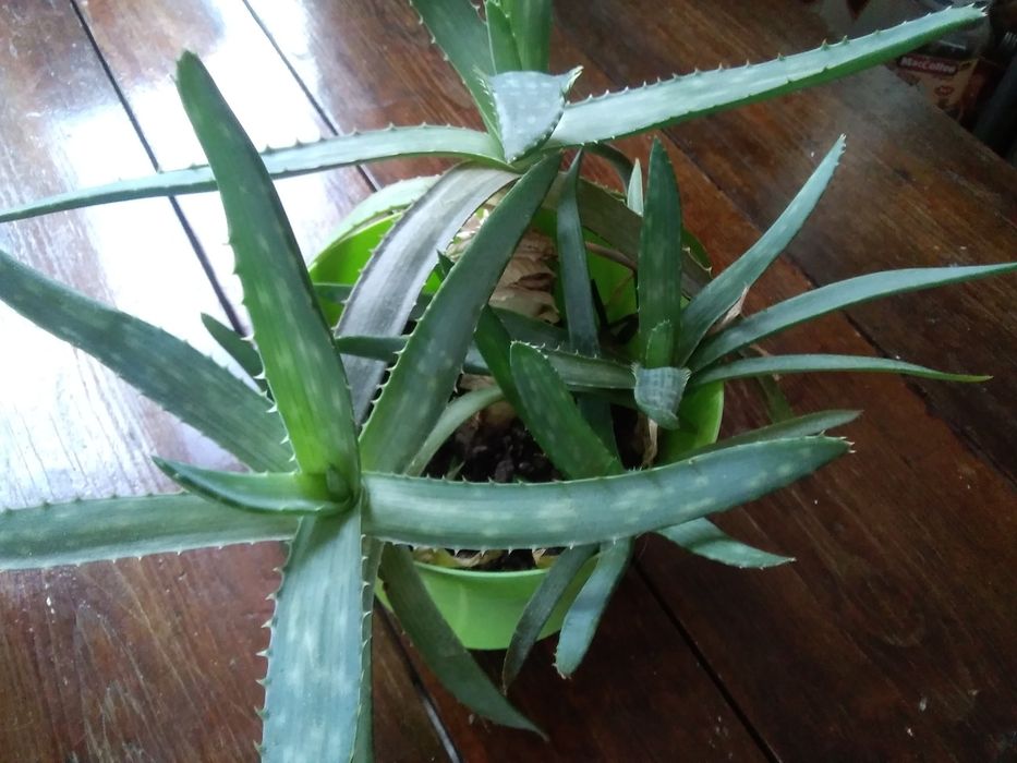 . Алоэ.Хойя.Плектрантус.