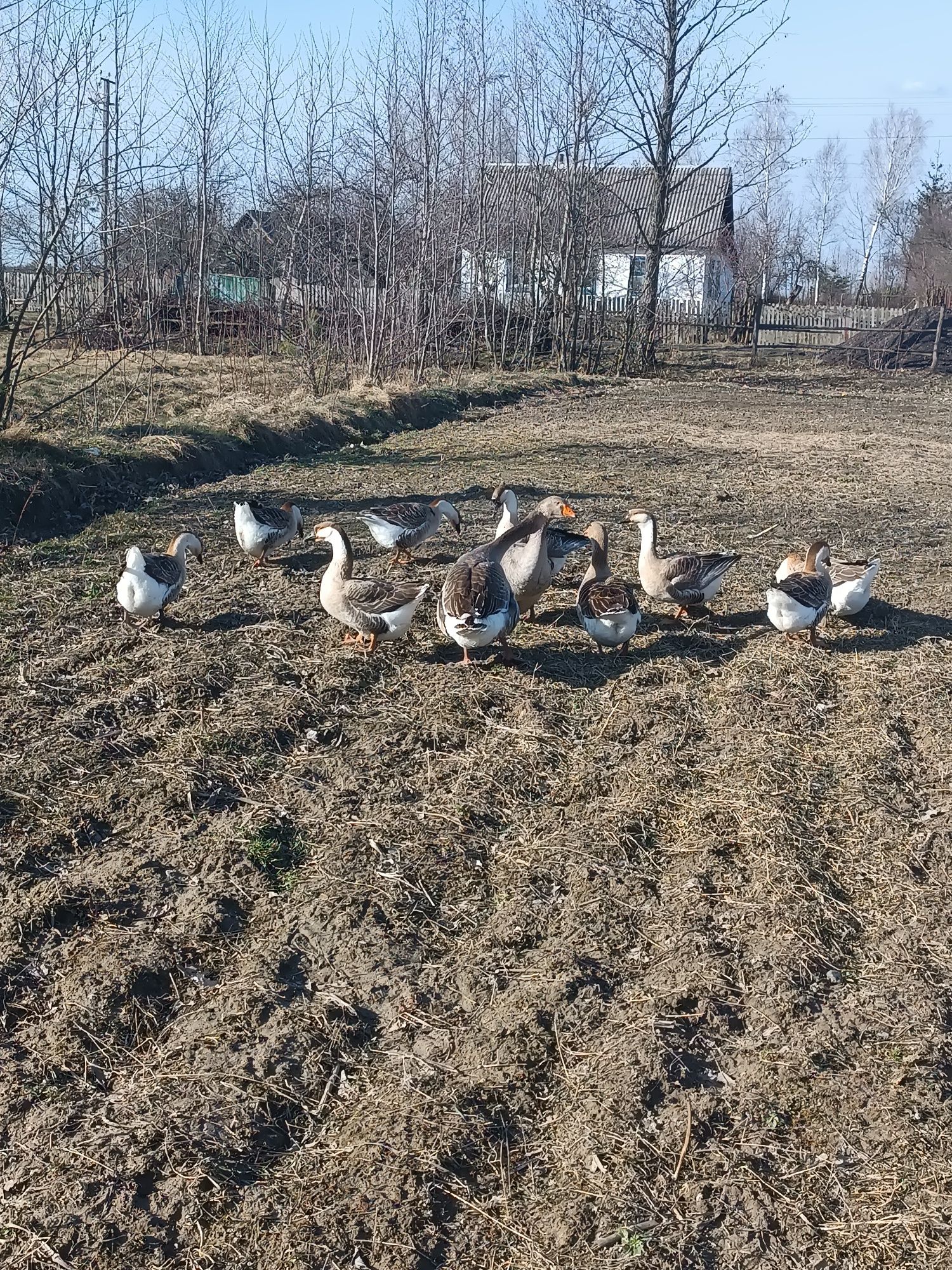 Гусині несушки хороші річні