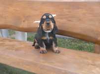 cocker spaniel angielski