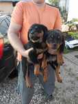 Rottweiler suczki