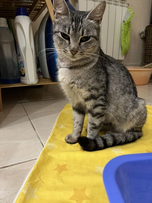 Котики безкоштовно