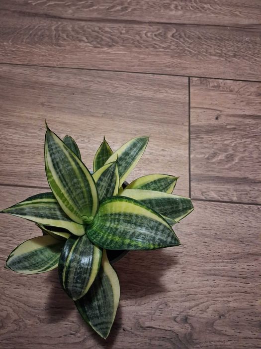 Sansevieria gwinejska ''Golden Hanii''