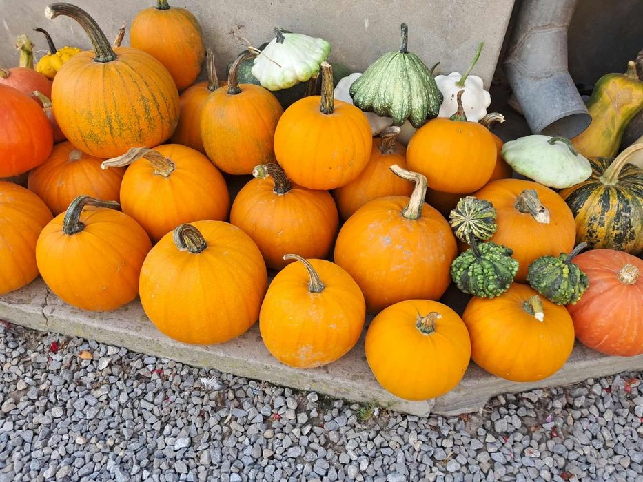 Dynie ozdobne dekoracyjne