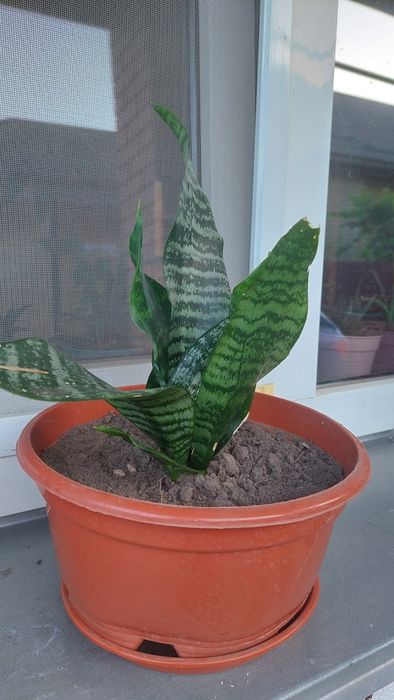 Драцена, Сансевієрія, лілія, та  інші  кімнатні рослини