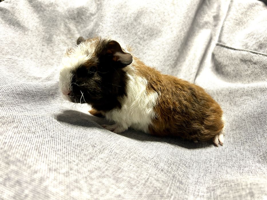 Sprzedam. Świnka morska. Samiec