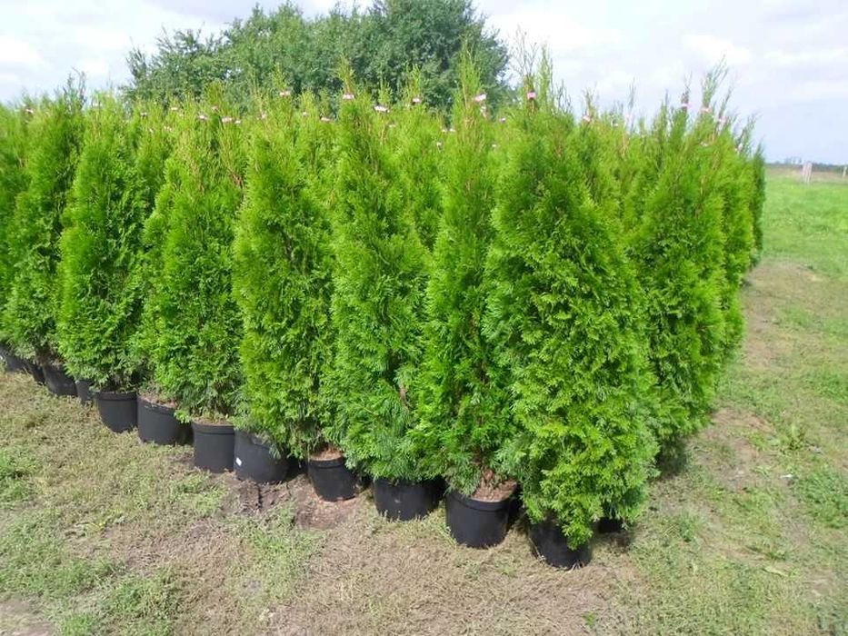 Tuja tuje szmaragd w doniczkach 140-160cm Dostawa