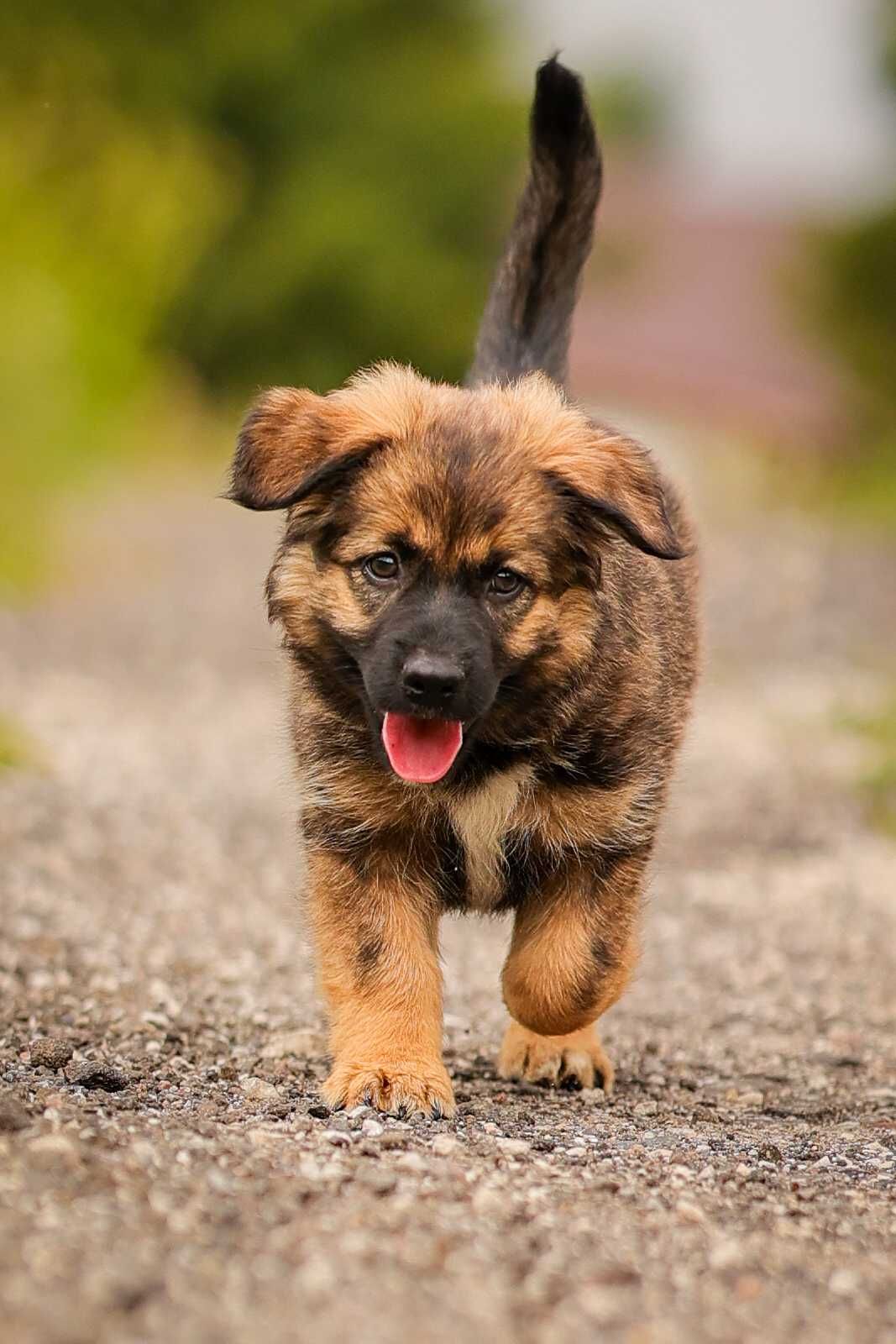 Sahara , suczka , szczeniak do adopcji z fundacji