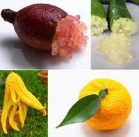 Frutas ZERO PESTICIDAS, Kiwi, Limão Caviar, Yuzu, Mão de Buda, Toranja