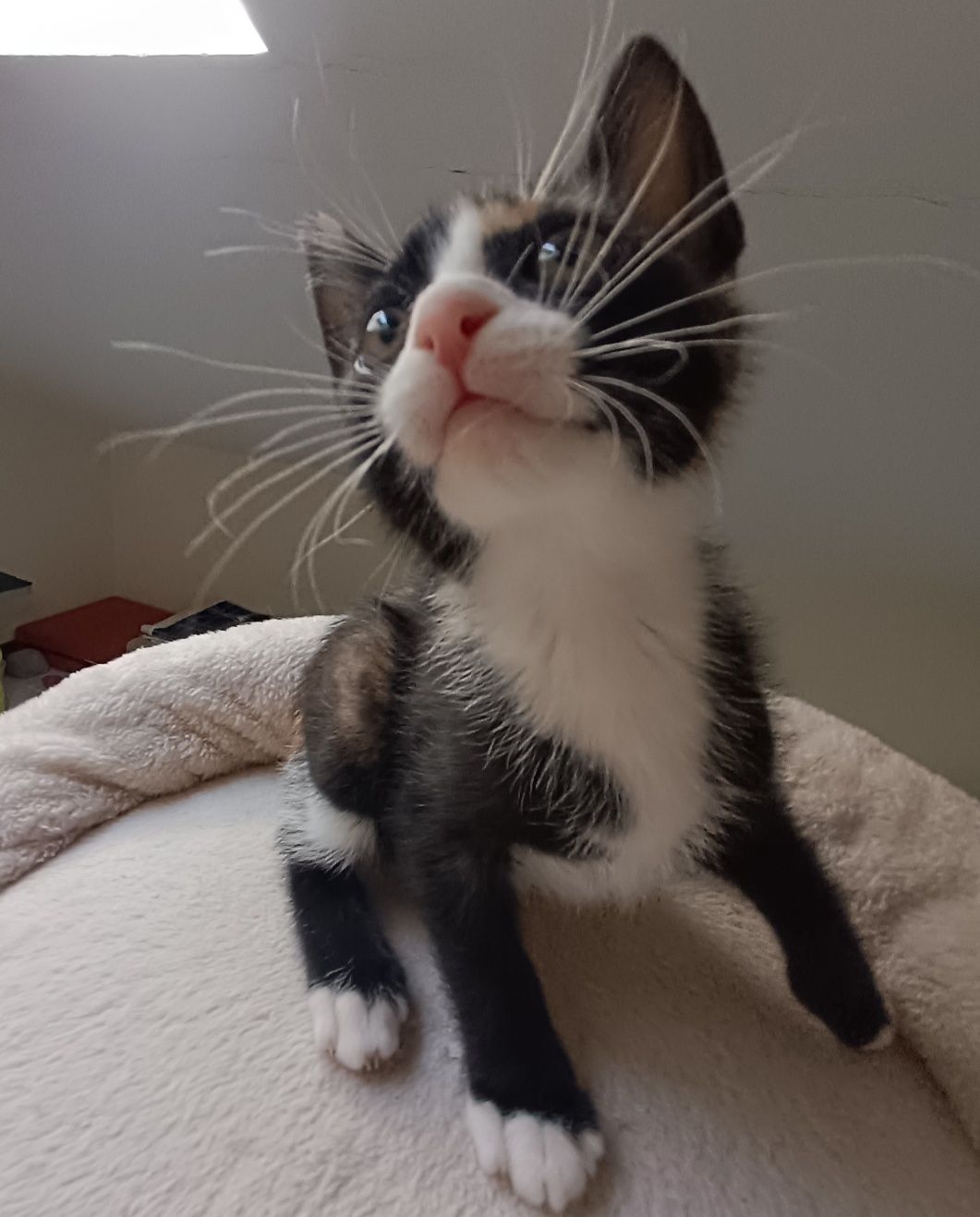 Gatinha para adoção em Viseu