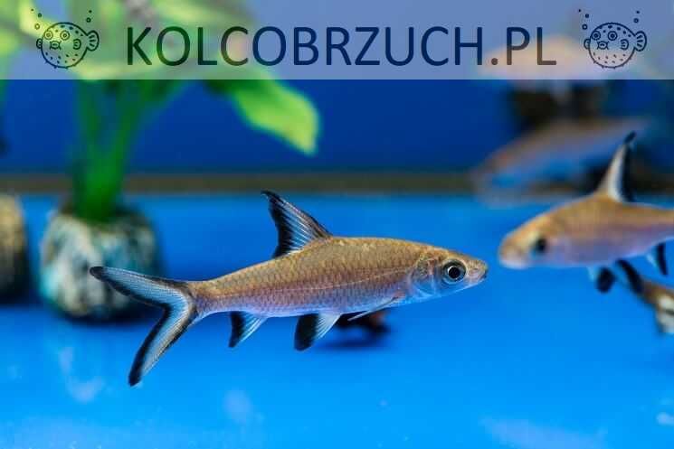 Brzanka rekinia - Belantiocheilos melanopterus - dowozimy do klienta