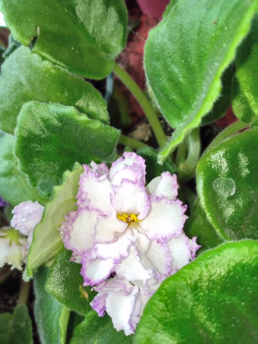 Трейлер. Фіалки. Сенполії