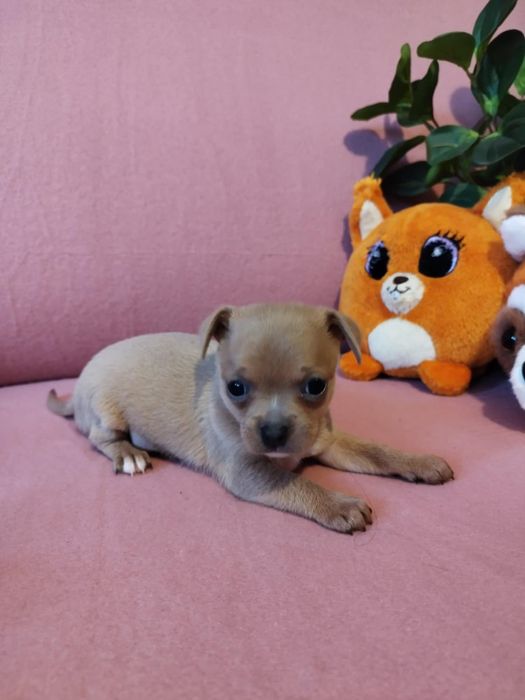 Chihuahua piesek Lilac