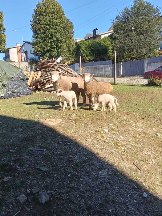 Ovelhas Île-de-France