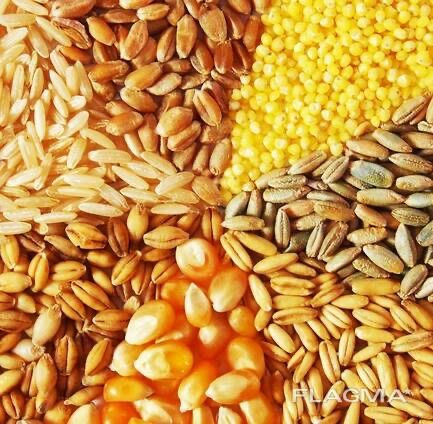 Продам кукурузу, ячмінь, пшеницю, урожай 2025 року
