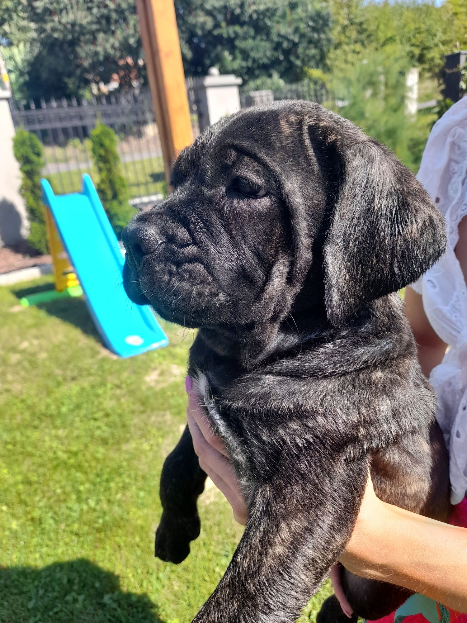 Cane corso italiano pies