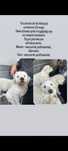 Do adopcji Szczeniaki Owczarek Podhalański- Labrador