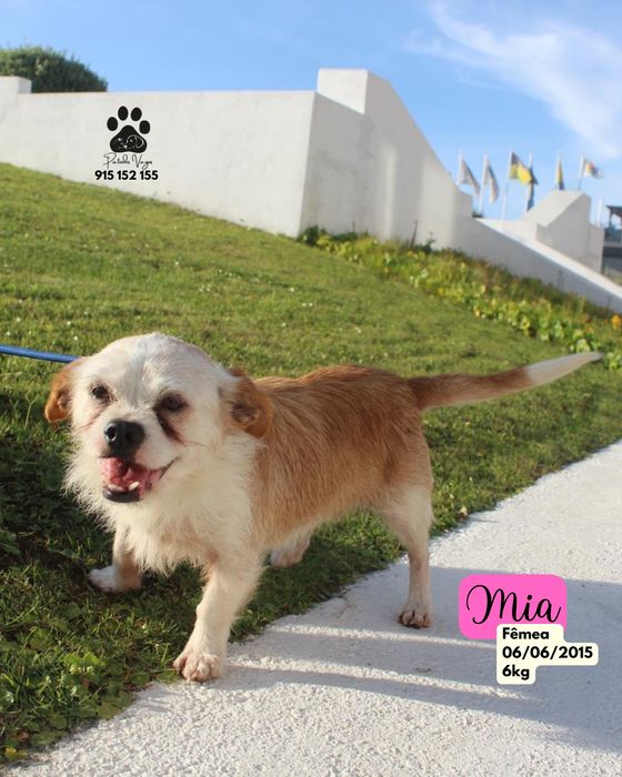 Cadela pequena para adoção (Mia]