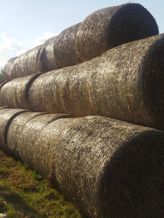 słoma z tegorocznych żniw