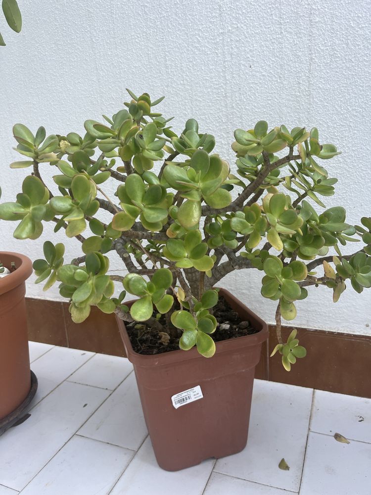 Planta Suculenta Jade crassula ovata