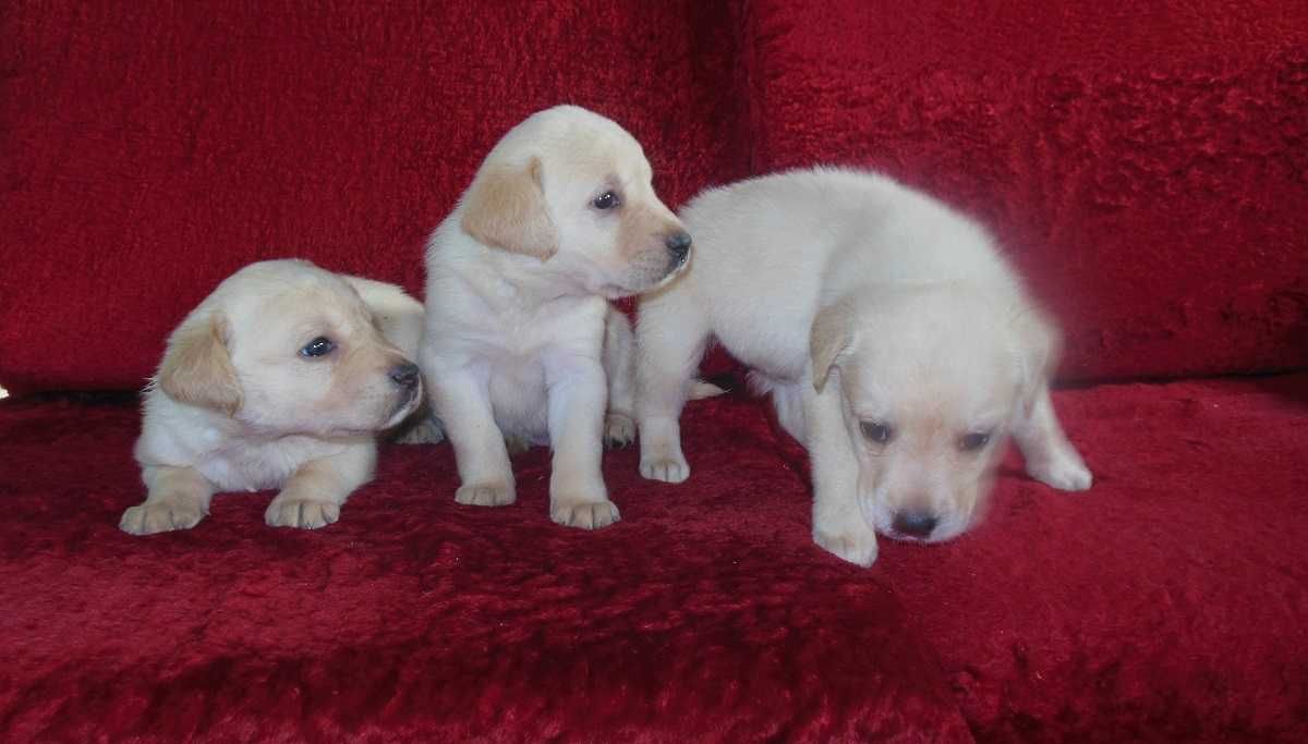 Labrador Retriever szczenię