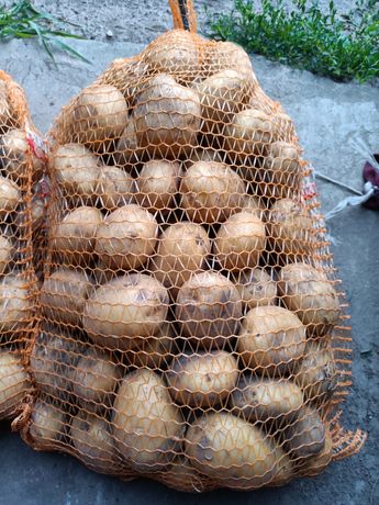 Sprzedam ziemniaki RIVIERA, GALA, DENAR, JUREK. Certyfikat GLOBALG.A.P