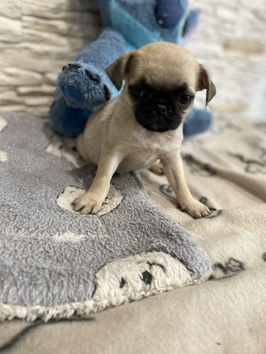 Mops  rasowa śliczna sunia
