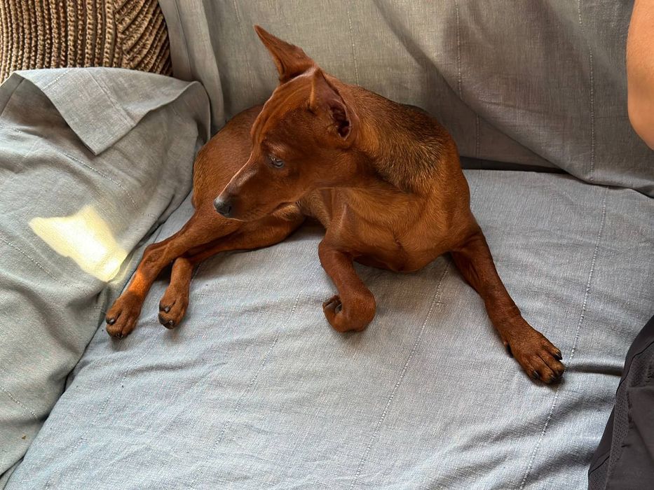 Цвергпінчер (шукає пару)