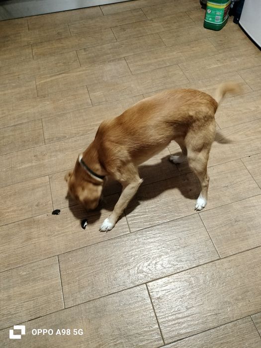 Dou para adoção responsável um menino com  1 ano, tem vacinas em dia