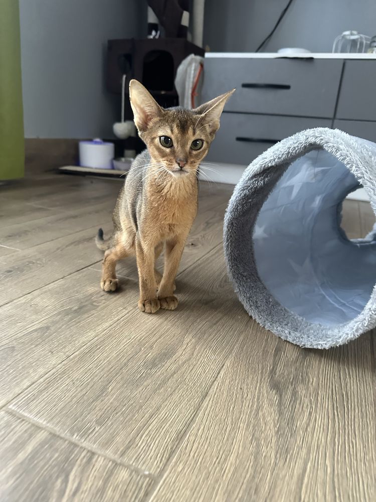 Абиссинкие котята дикого окраса