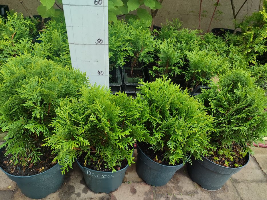 Туя кульчаста  Даніка