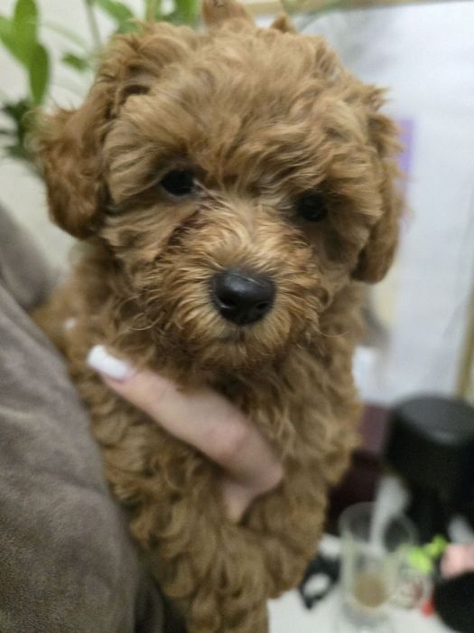 Міні цуценя мальтипу, той пуделя