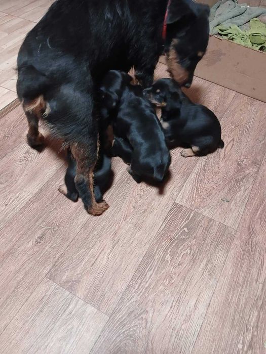 Цуценята породи ягдтерьєр