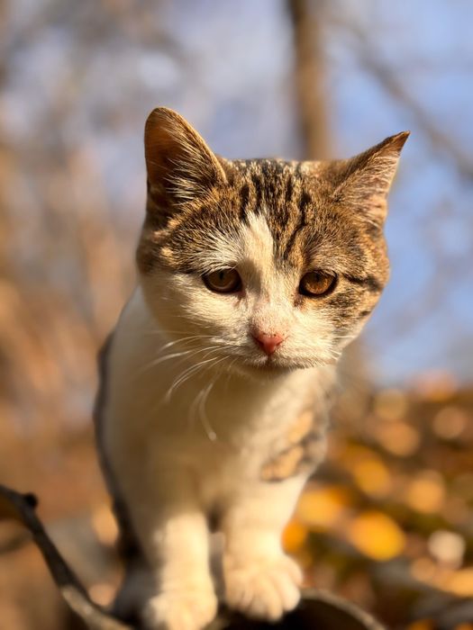 Koty bezdomniaki oddam