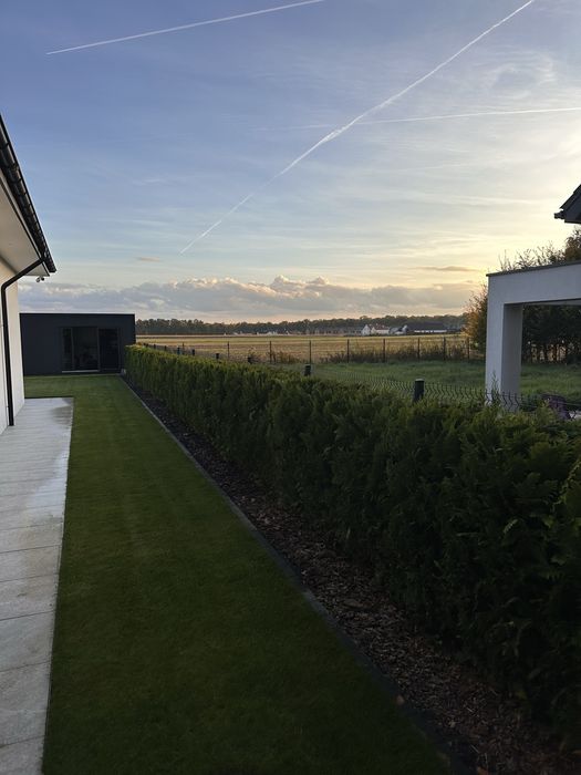 Cyprys Lawsona Cyprysik 34.szt 160cm żywopłot