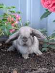 Mini lop, baranek miniaturka, metryka