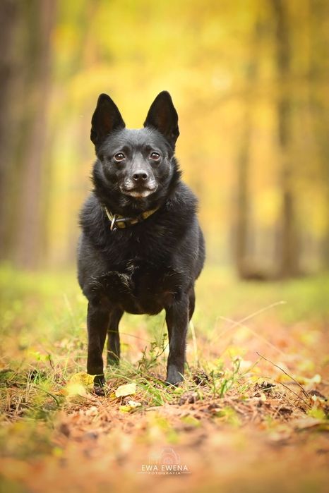 Reksio 5 kg mikro piesek do adopcji