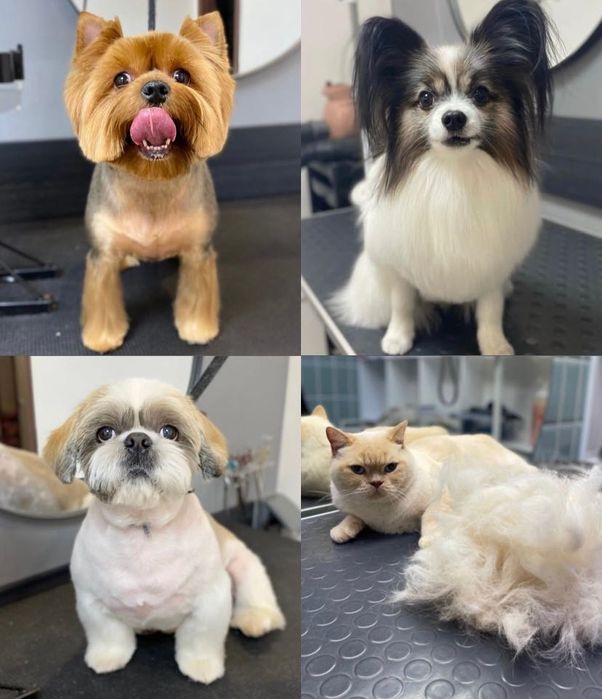 Грумінг, стрижка собак та котів грумер Ірина Київ Троєщина Троещина