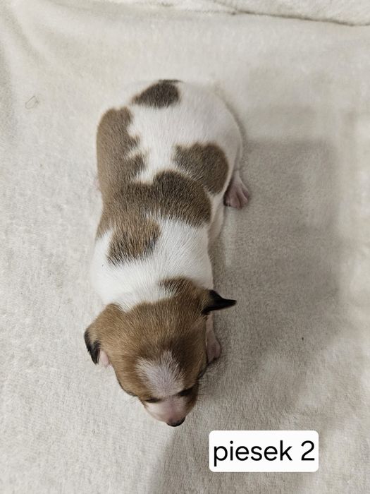 Piesek Jack Russell Terrier