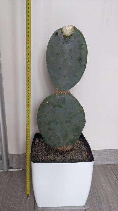 Опунція Робуста з горщиком