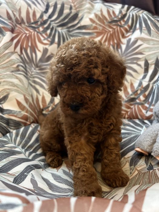 Девочка пудель ред браун .