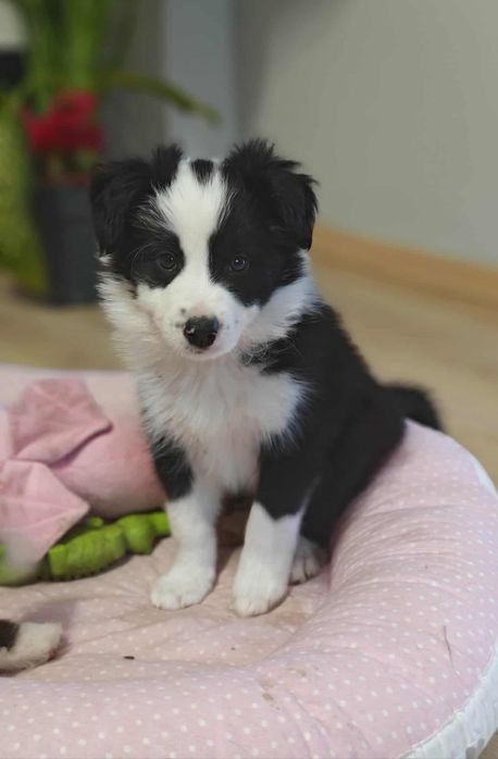 Chłopiec Border Collie
