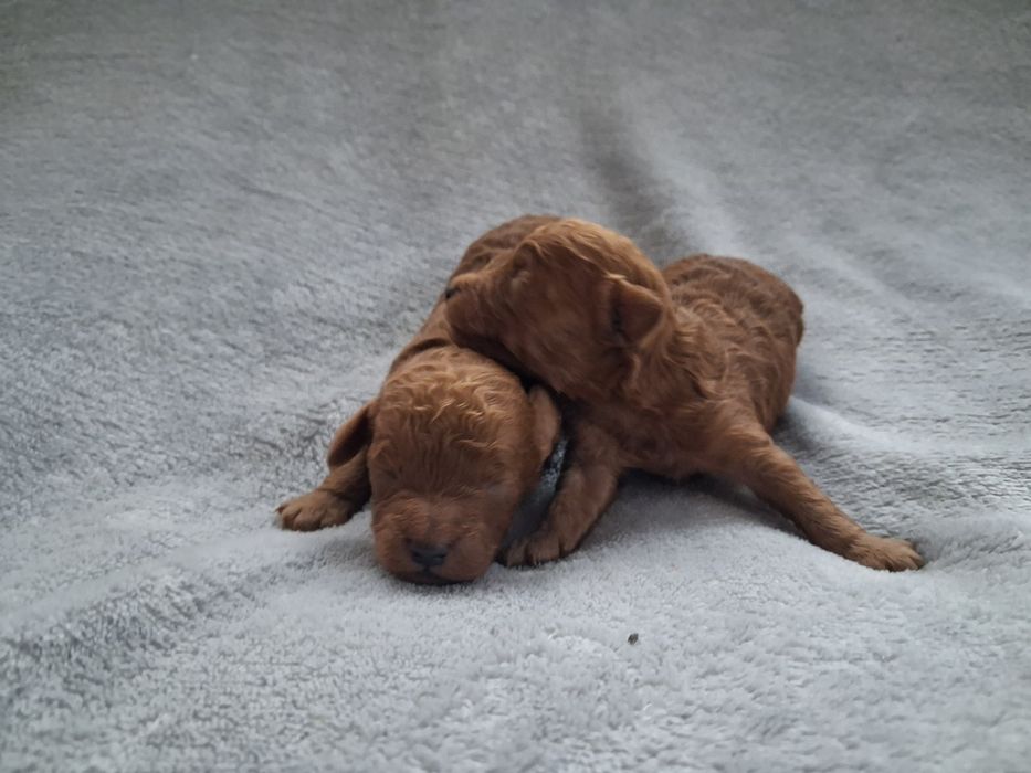 Pudel miniaturowy połowy piesek