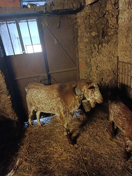 Cabras floridas e crias .